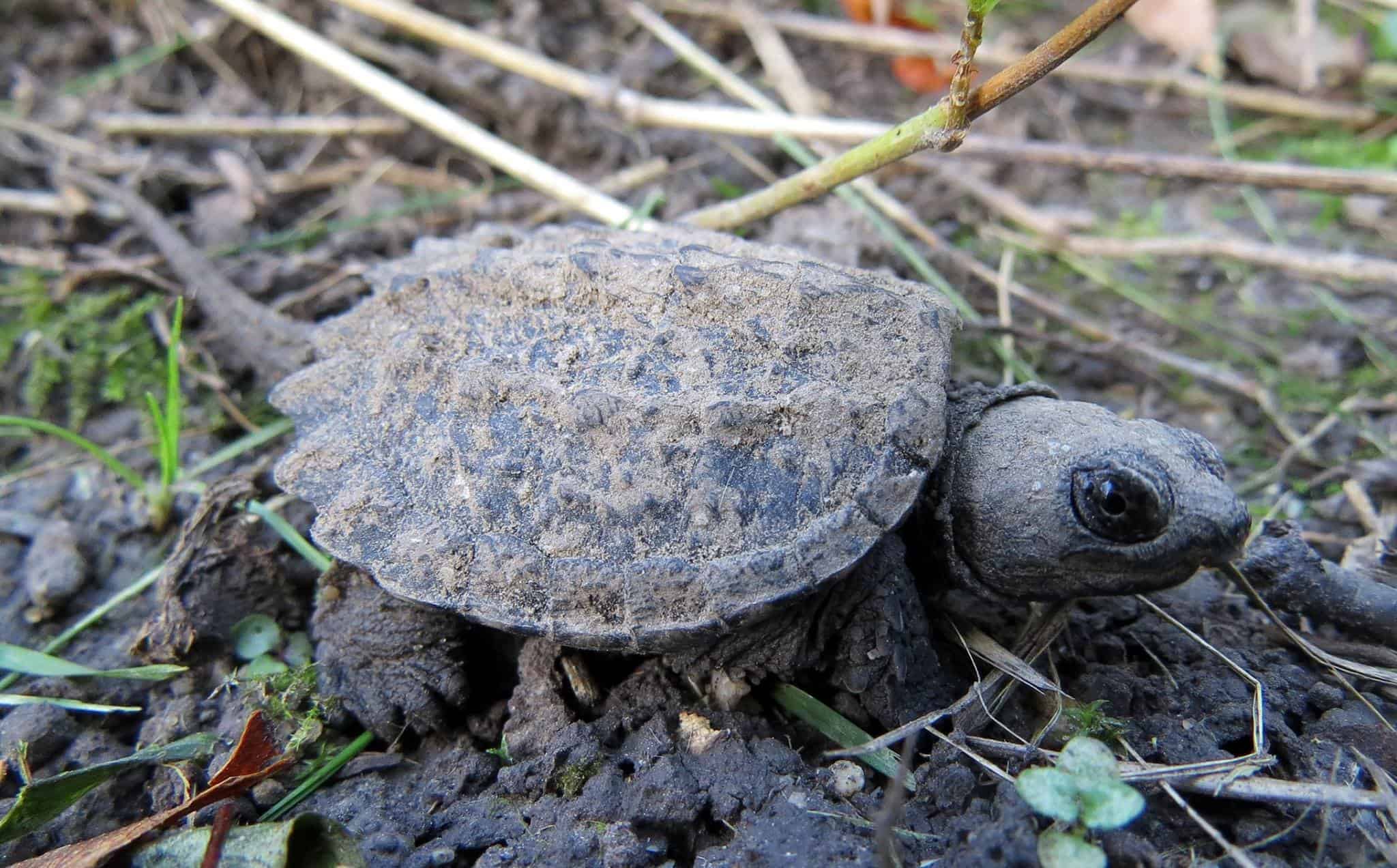 What to Feed a Baby Snapping Turtle: A Comprehensive Guide
