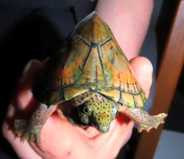 Razorback Musk Turtle Comprehensive Guide: Everything You Need to Know ...