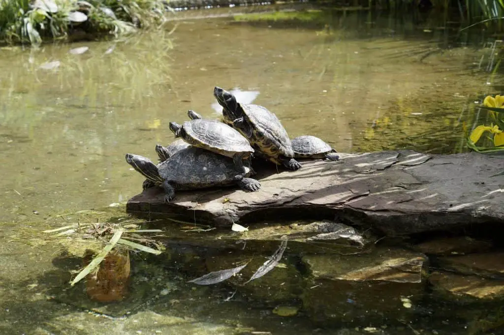 turtle STACKING
