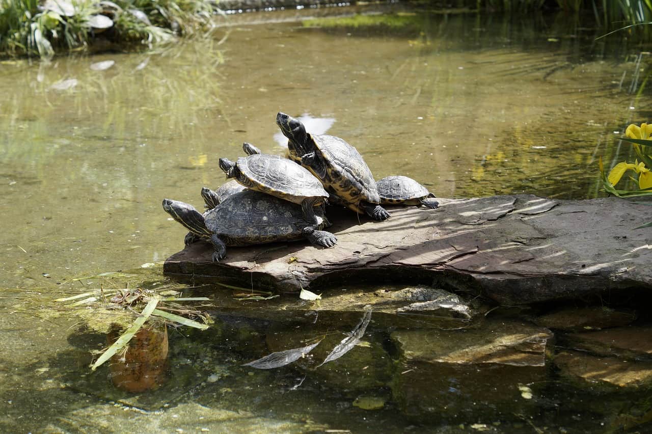 Why Do Turtles Stack: The Unsung Strategy of These Shelled Survivors