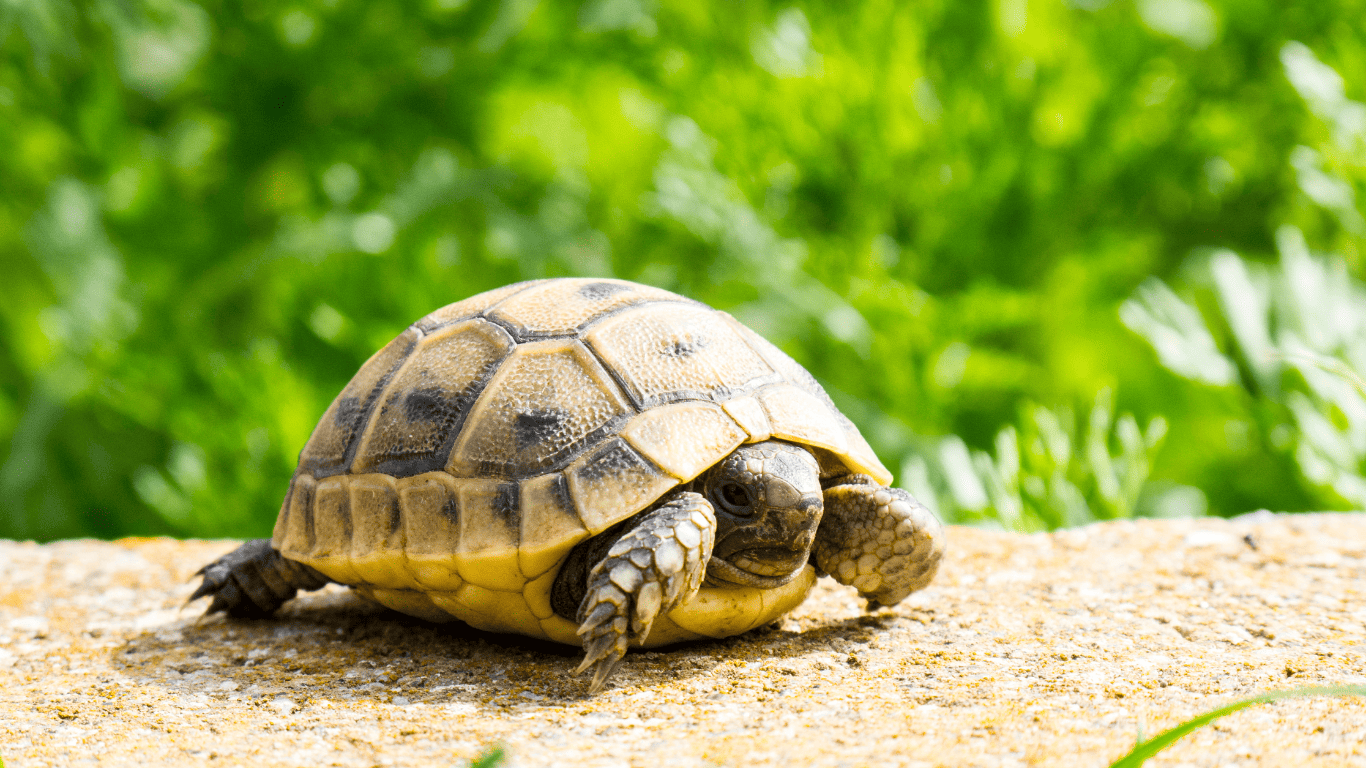 Why is Your Turtle Kicking Back Legs? Find Out Now!